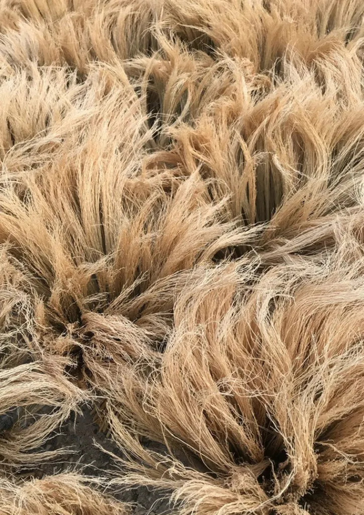 TOAST Sorghum Stripe Broom- Outdoor|Kitchen